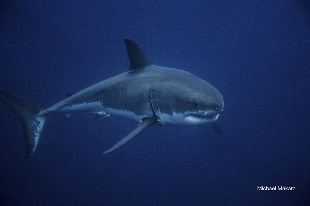 Diving with great white sharks - Nautilus