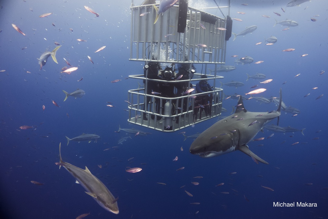 great white sharks outside of submersible cage