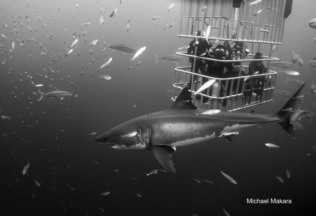 great white shark and divers in the Nautilus submersible cages