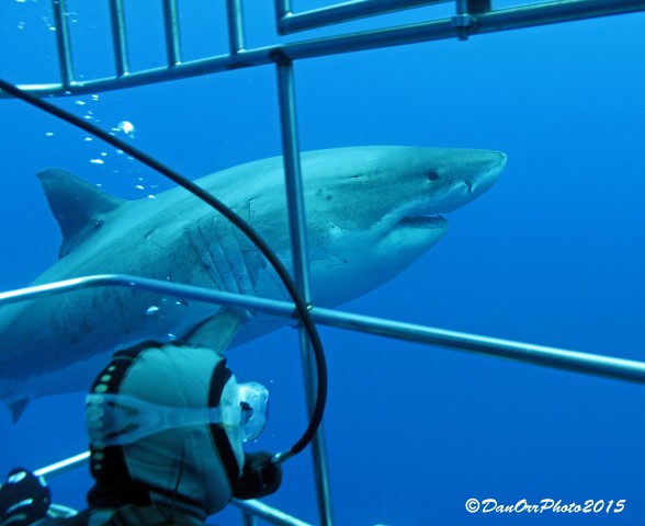 Diver in submersible cage viewing Great White Sharks