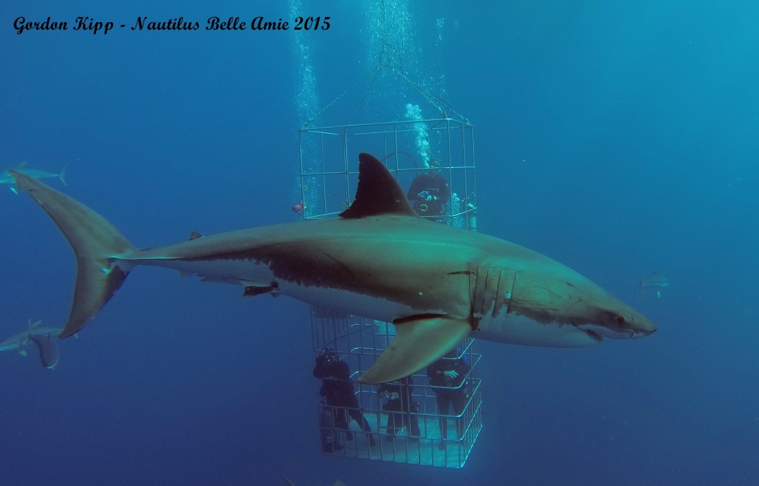 Our 2015 Guadalupe diving with great white sharks season has come to a close.