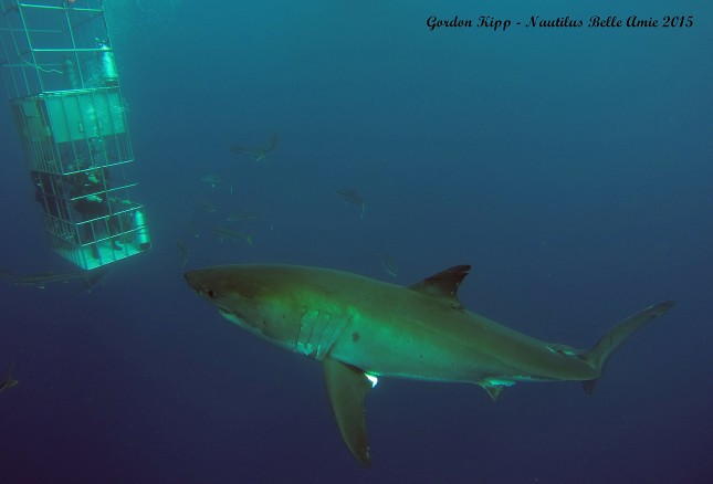 We have been blessed with good visibility and lots of Great White Sharks.