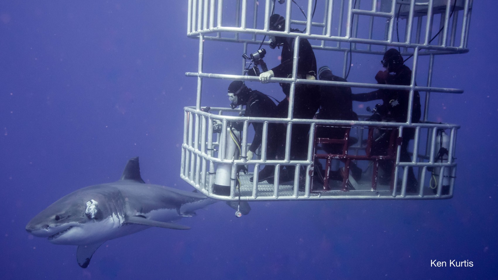 Great white shark and divers in submersible cage