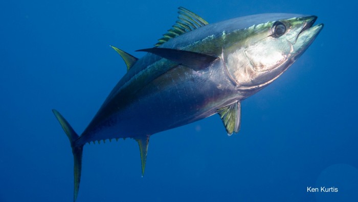 tuna in great white shark area