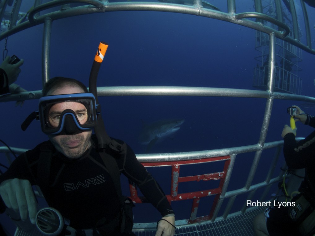 Diver in the submersible cage with a great white shark behind him