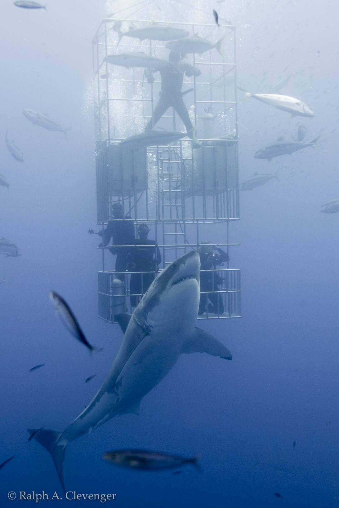Great white shark and submersible cage