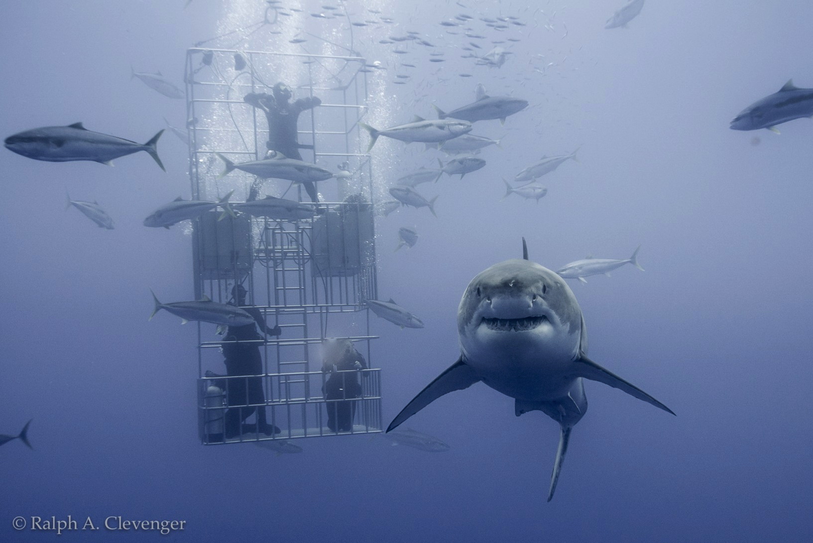 great white shark and divers in submersible cage