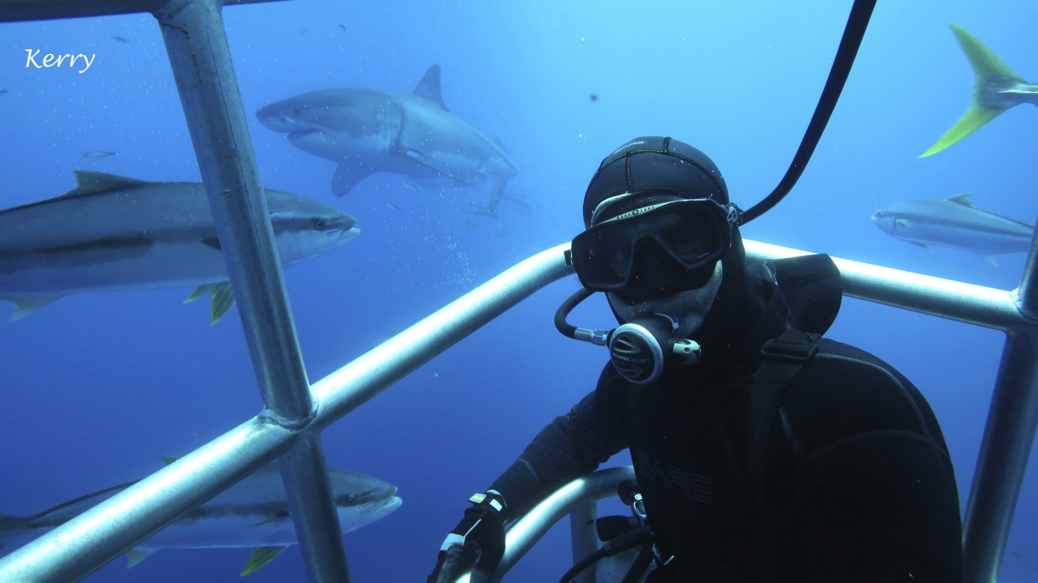 Almost had multiple great white sharks on every dive