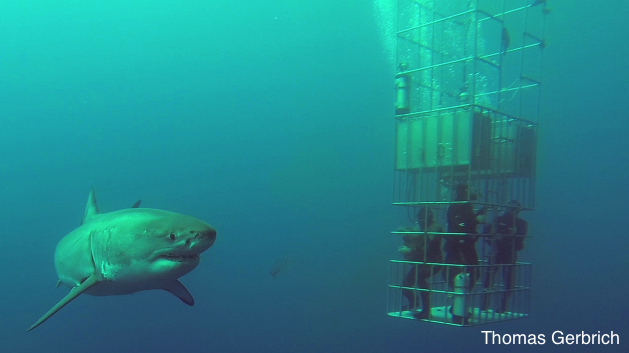 great white shark and divers in the submersible cages of the Nautilus Belle Amie