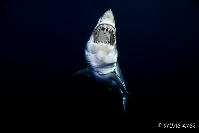 great white shark with it's mouth wide open