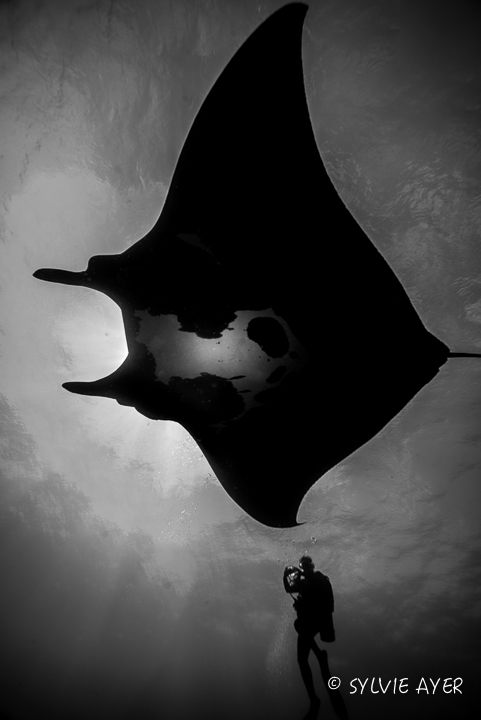 giant black manta with diver below