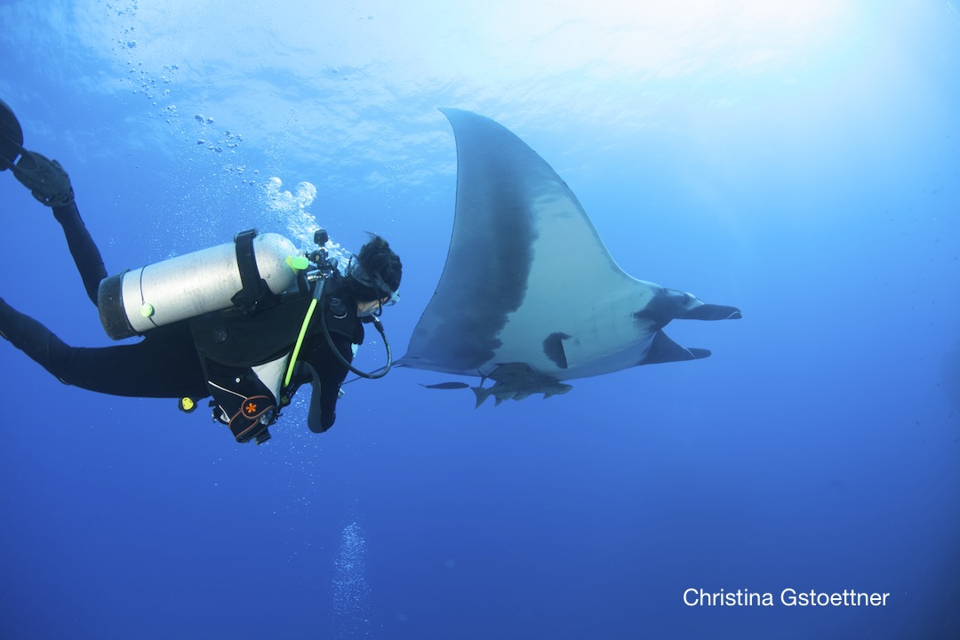 diver with giant manta