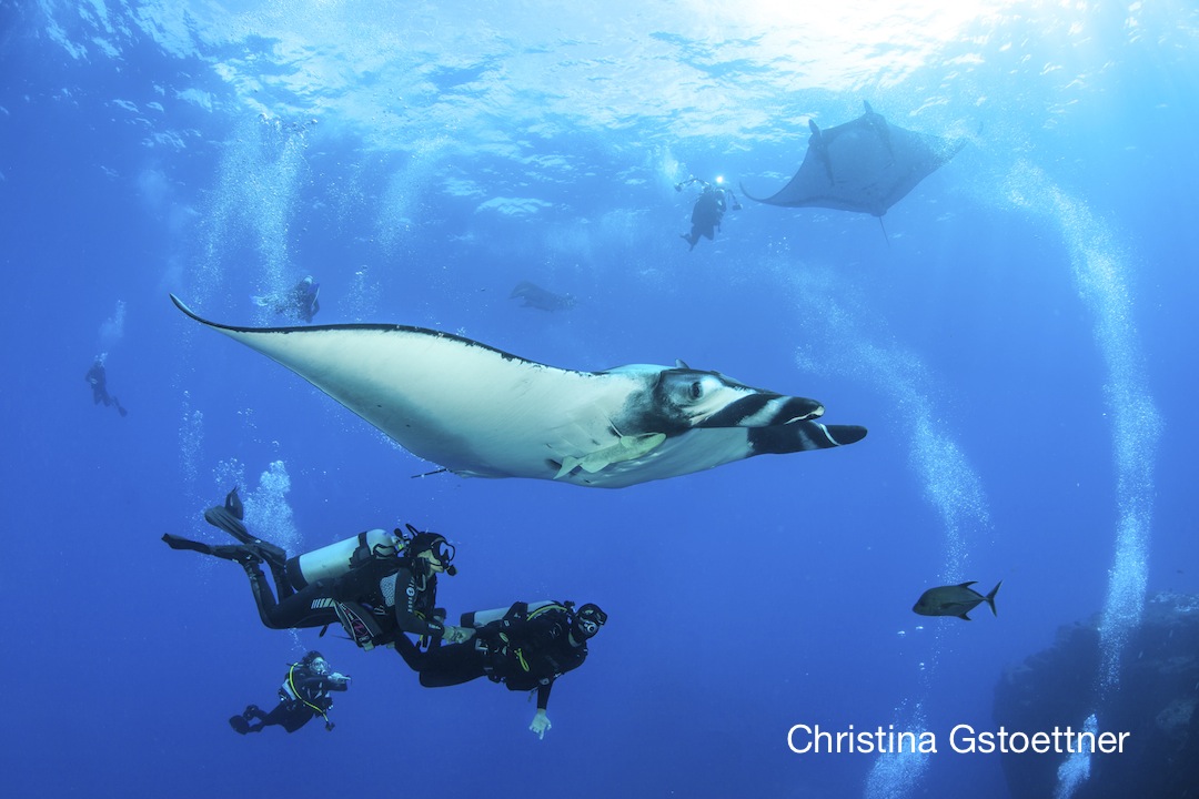giant mantas with divers