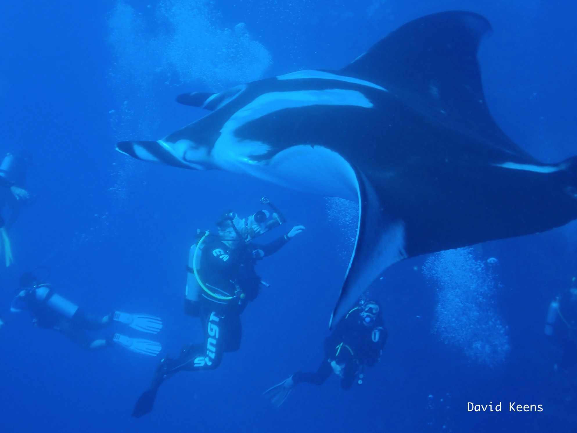 The giant mantas soaked up our bubbles like a massage.