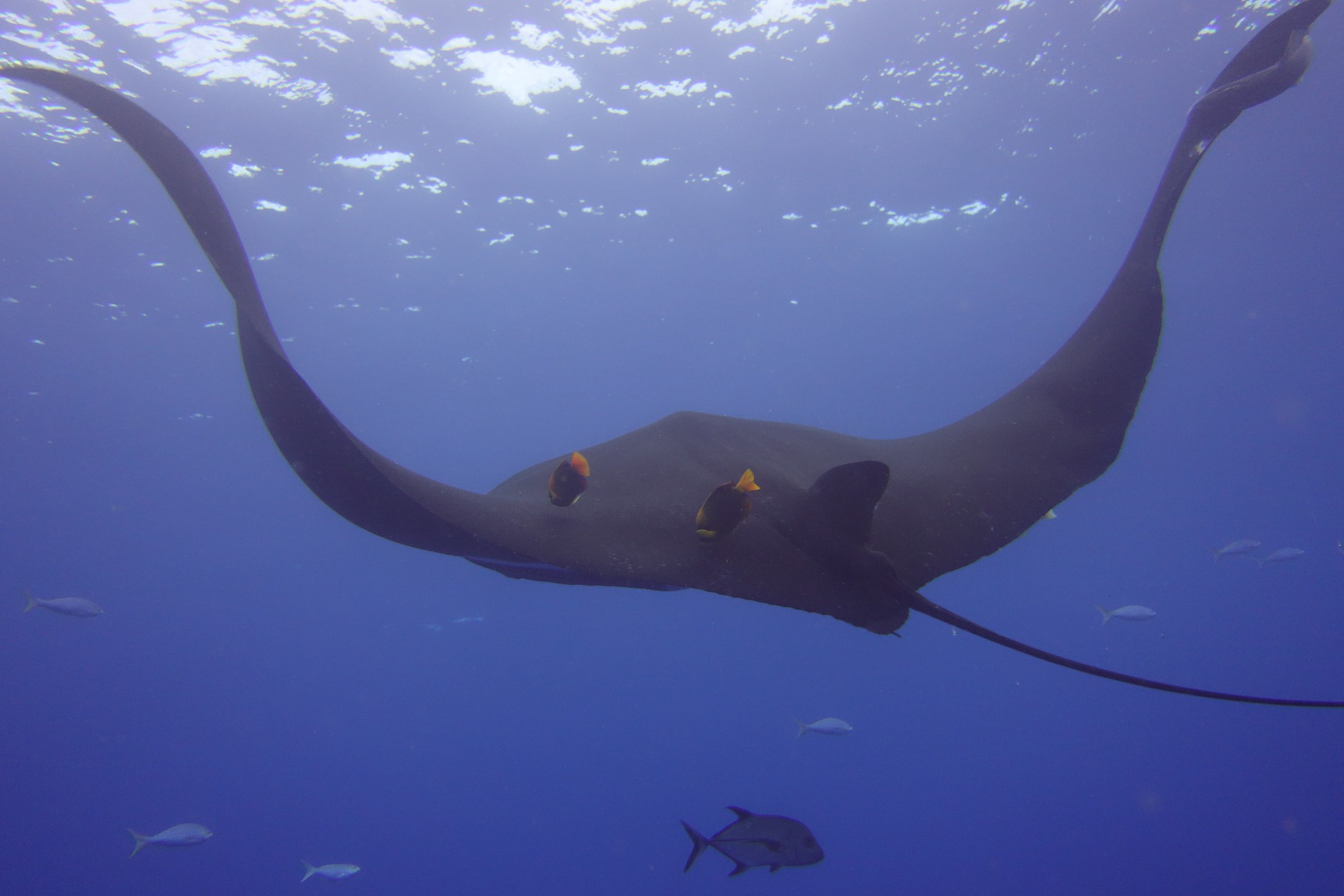 Manta Ray, Scuba Diving Mexico