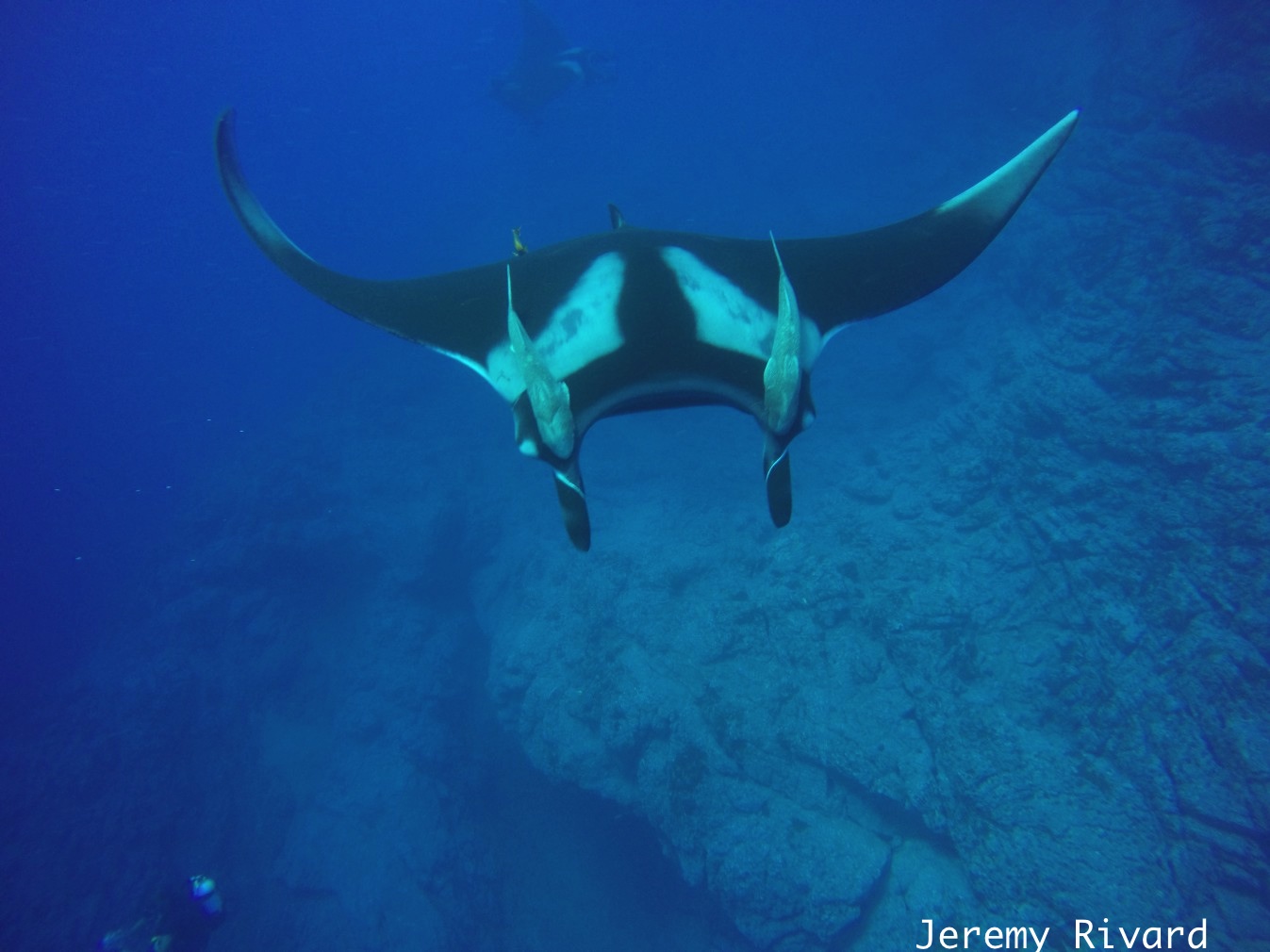 Fabulous day of diving with Giant Mantas!!!!