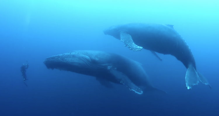 DIVER MOVED BY RARE ENCOUNTER WITH HUMPBACK WHALE WHO LOST HER CALF