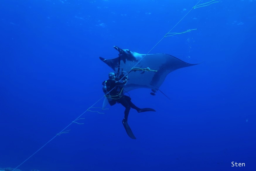 lined decent diver with giant manta