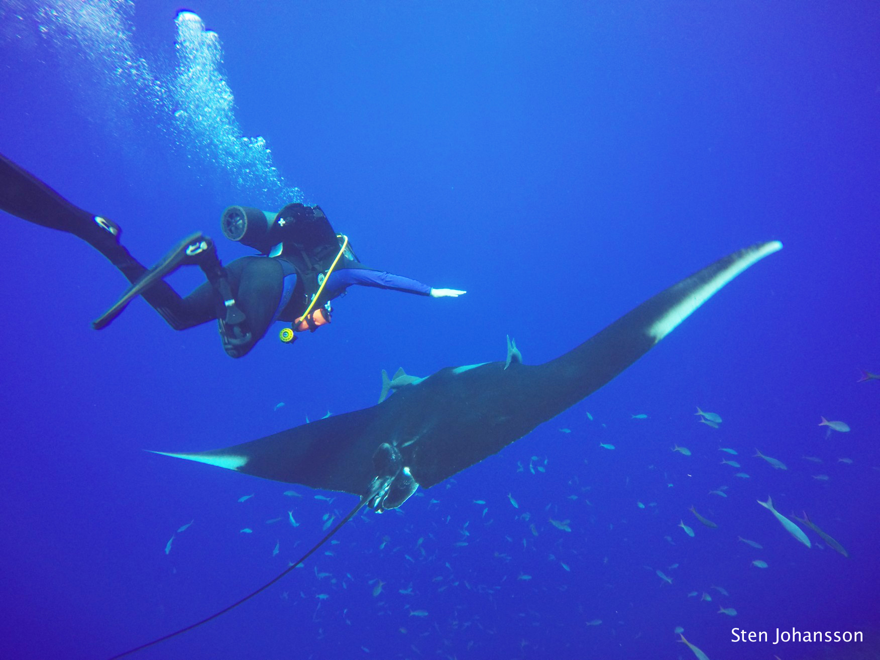 Time of the year for giant manta mating?