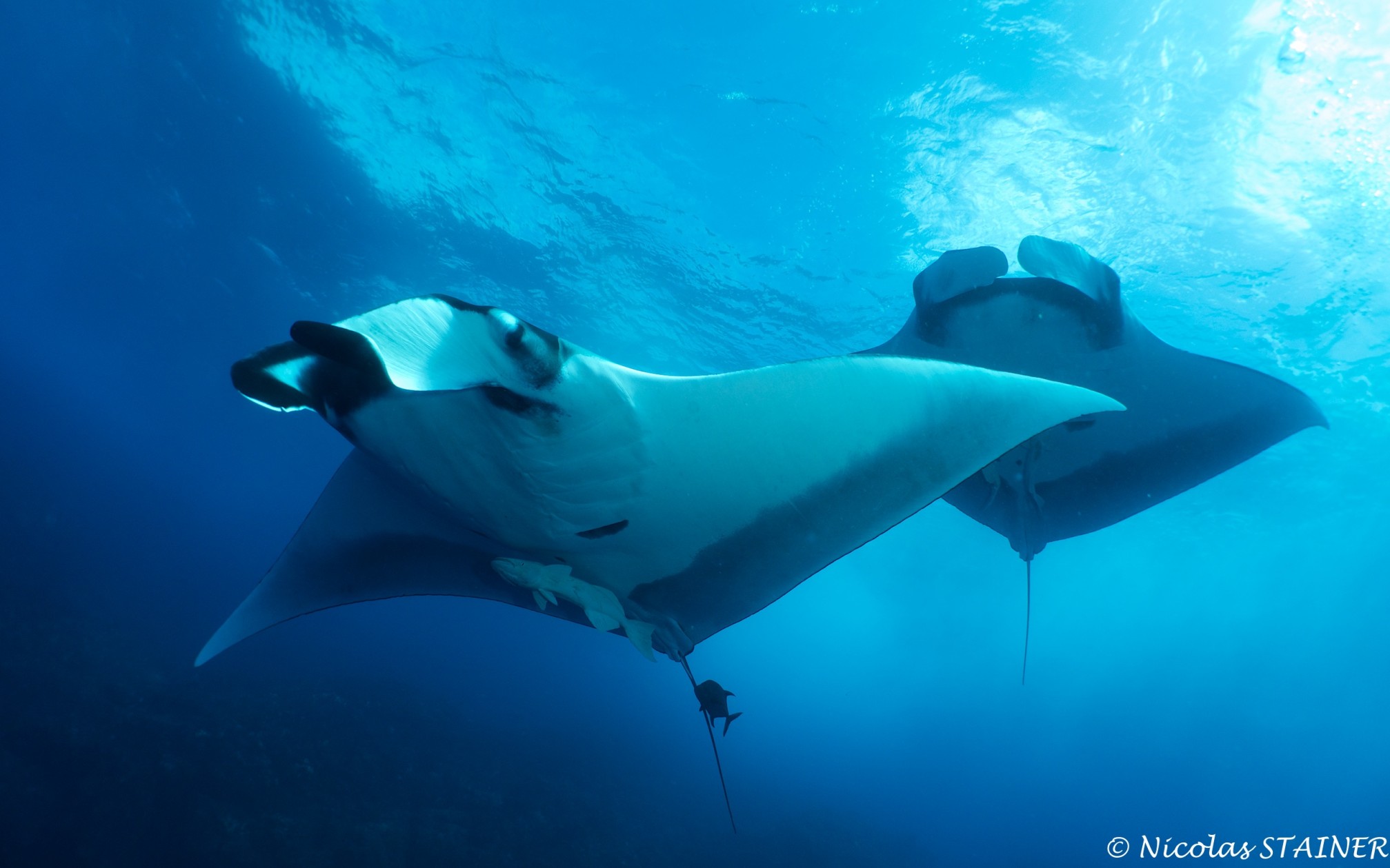 Giant Manta Rays Came to Greet us at Every Dive