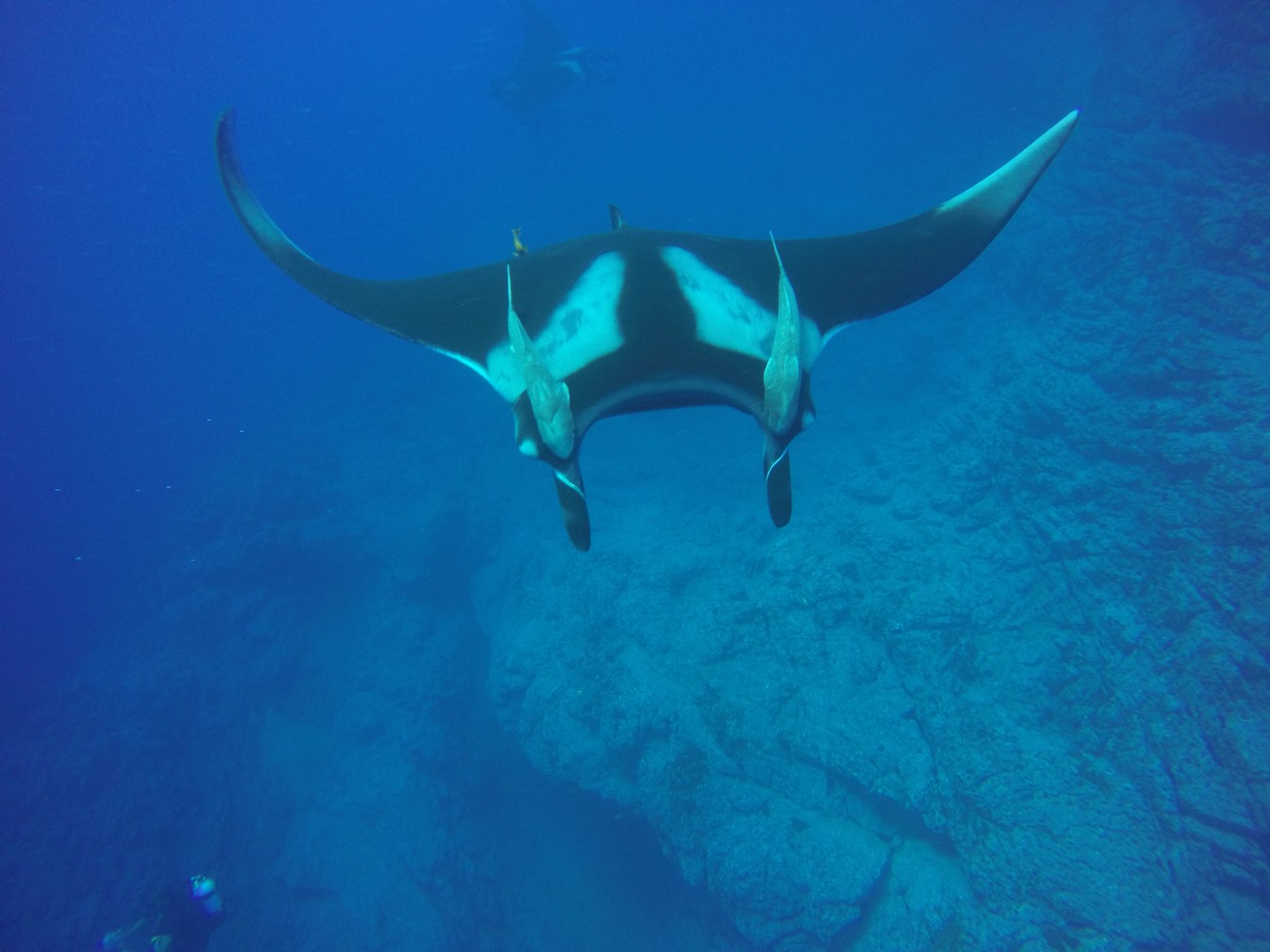 Manta Rays, scuba diving tours