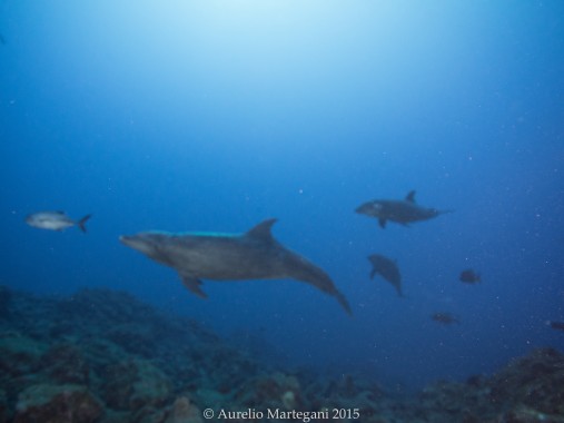 dolphins, Scuba Diving Tours
