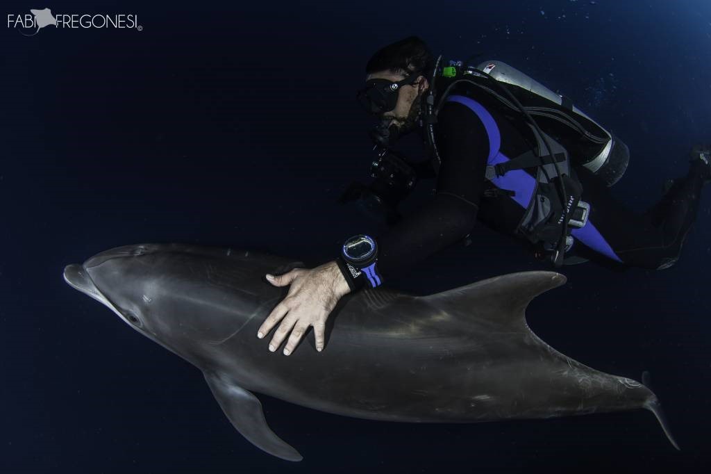 Dolphin, scuba diving tours