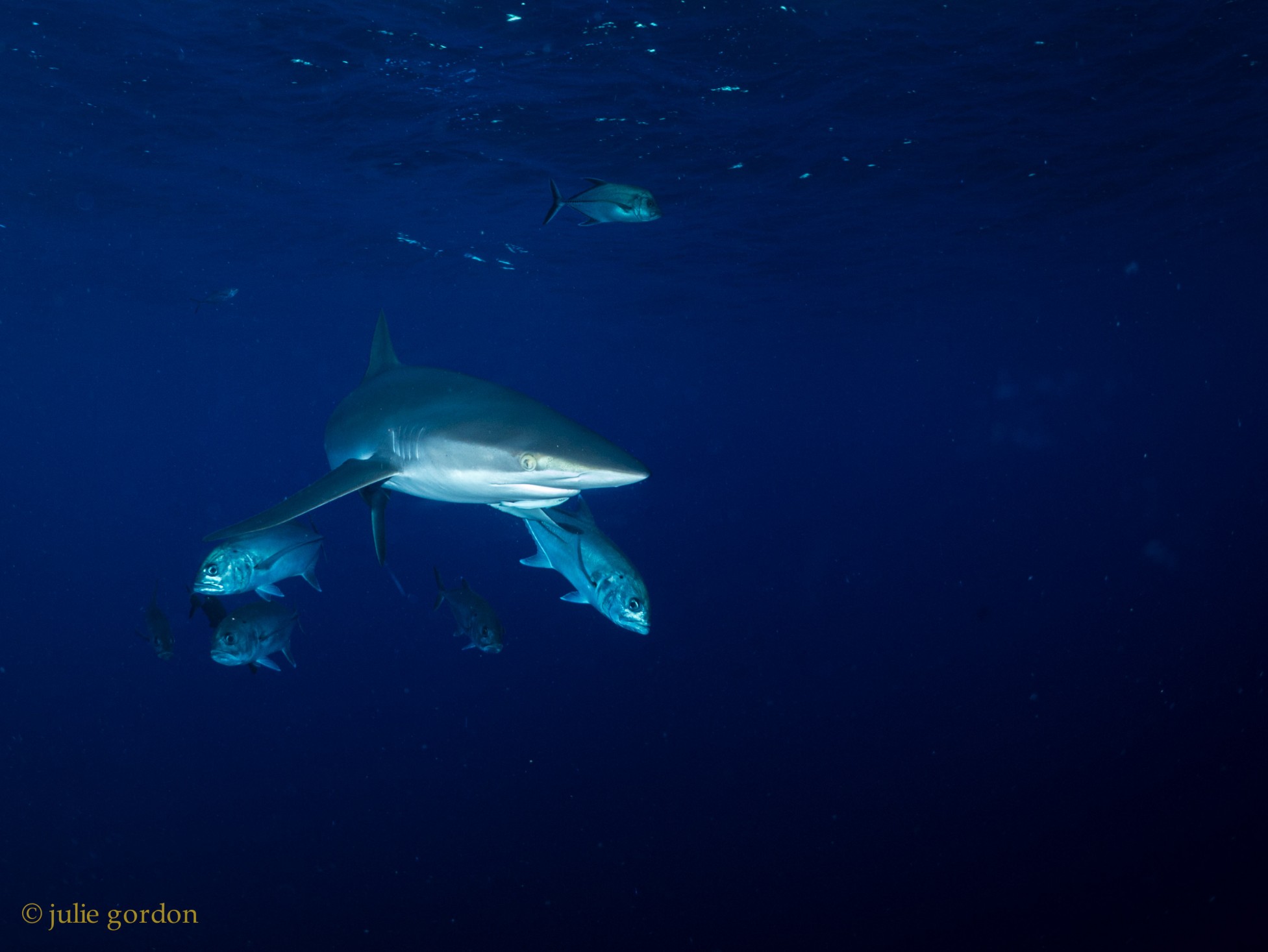 Shark, Sea of Cortez