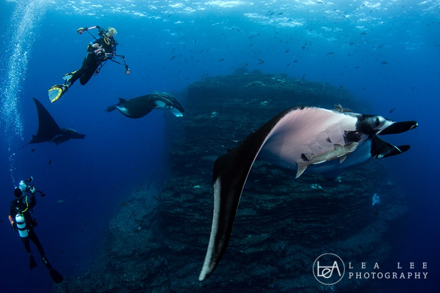 Manta Rays, Socorro Islands Dive Travel
