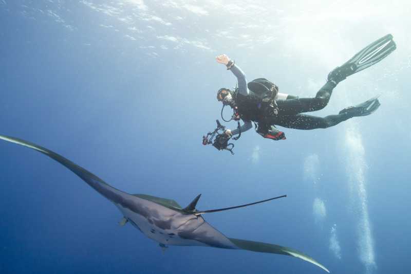 Mnta ray diving