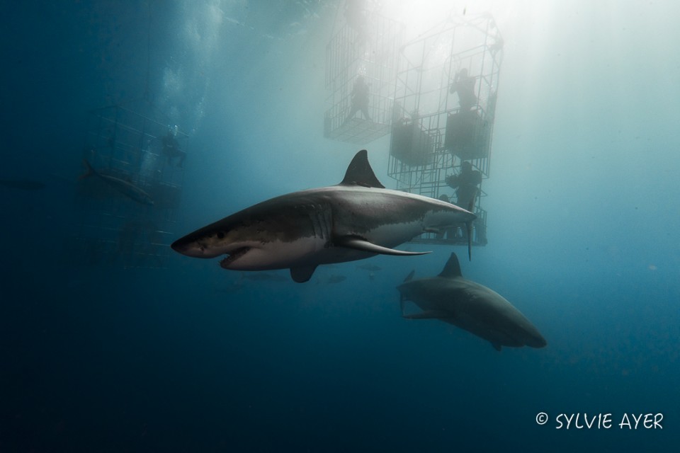 Shark cage diving trips