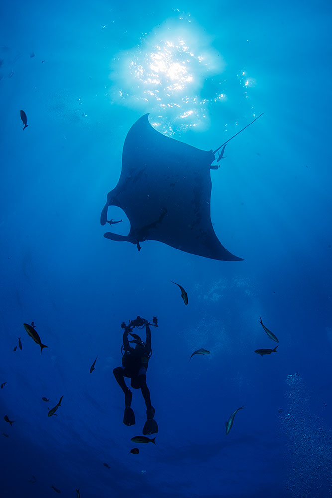 Manta Ray, Scuba diving in the Sea of Cortez