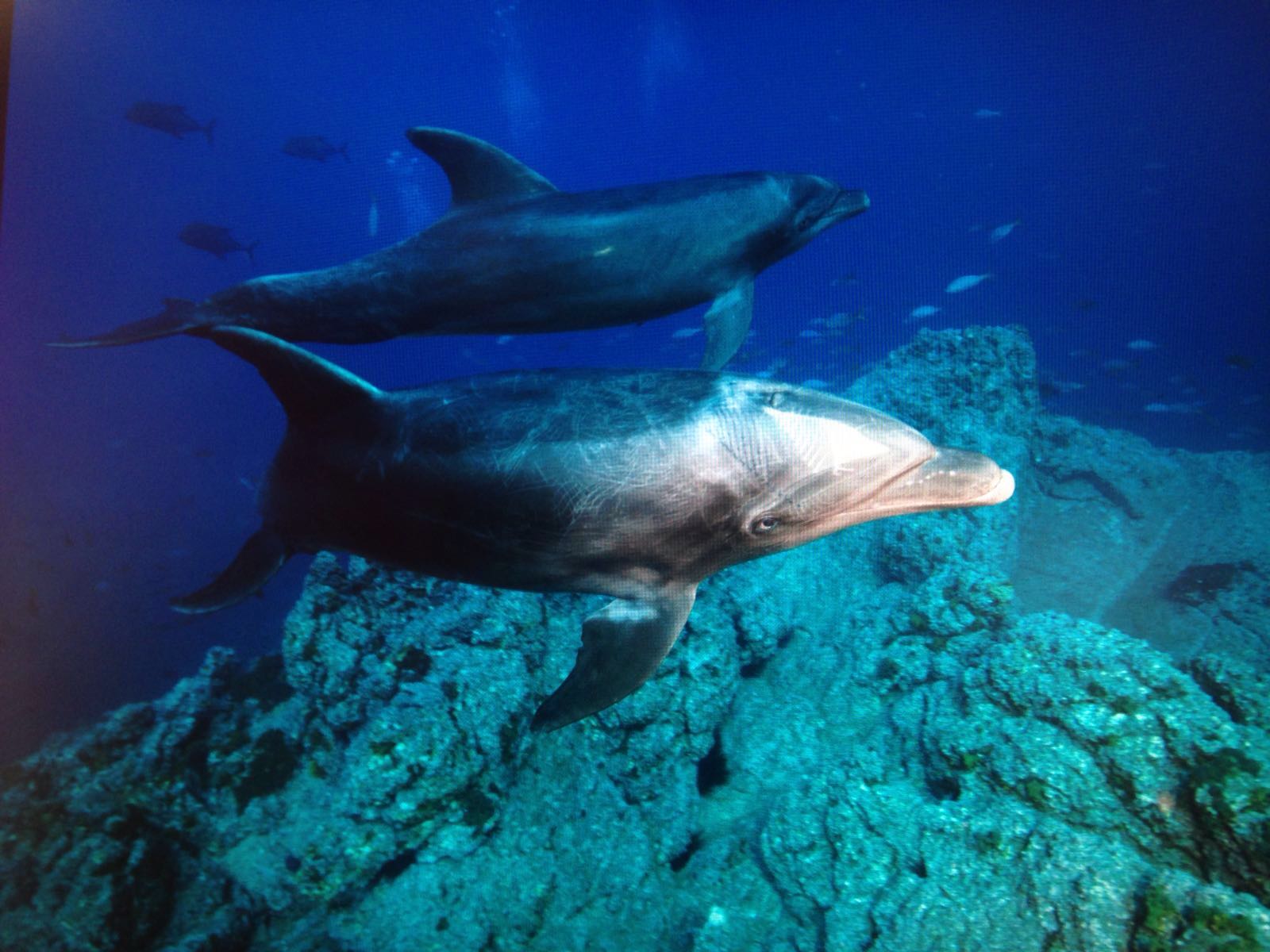 Dolphins, Scuba diving in the Sea of Cortez