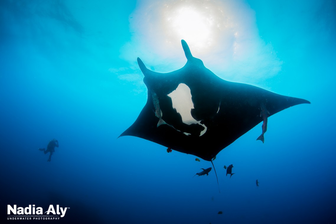 Giant Mantas Always put on a Show for us!
