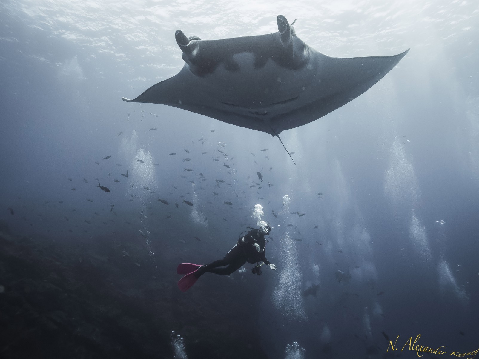 Manta Ray, Scuba Diving in the Sea of Cortez