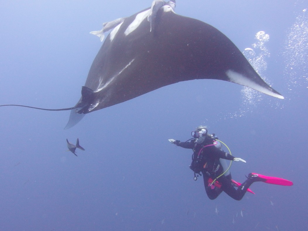 Manta ray, scuba diving tours
