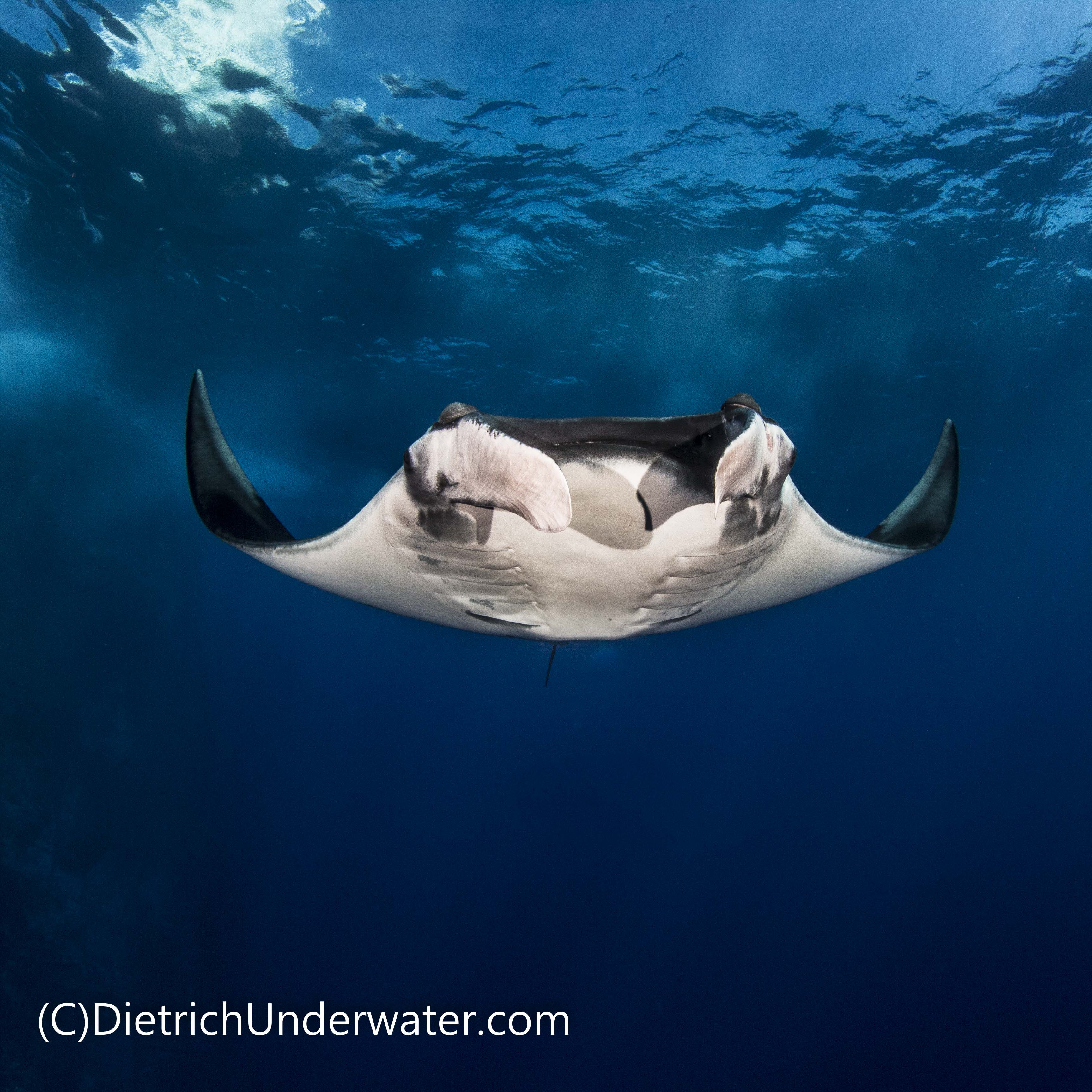 Manta ray, Sea of Cortez