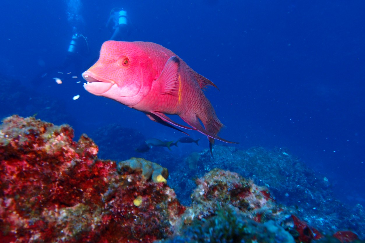 Mexican hogfish, Sea of Cortez