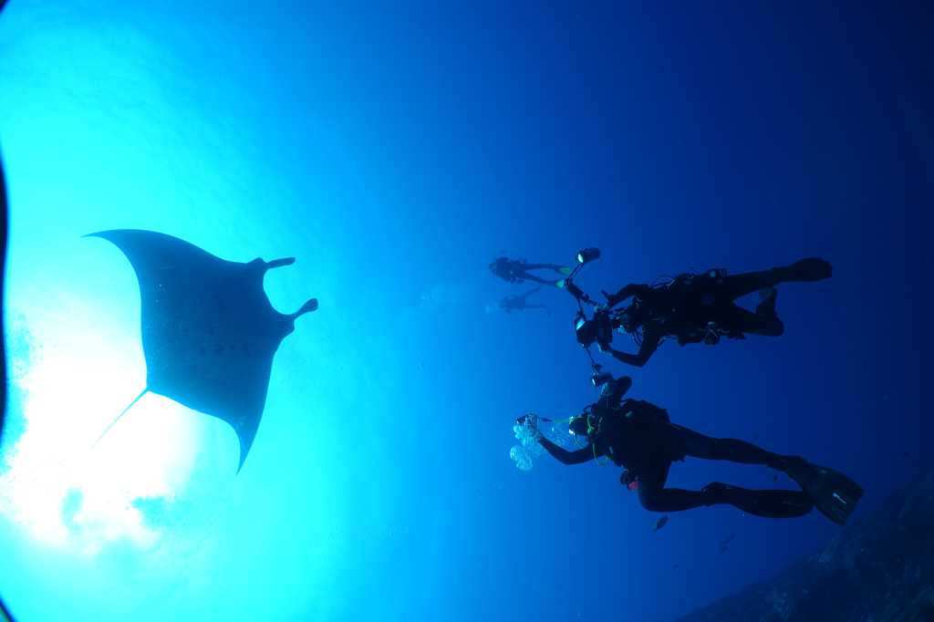 Mnata ray, diving tours