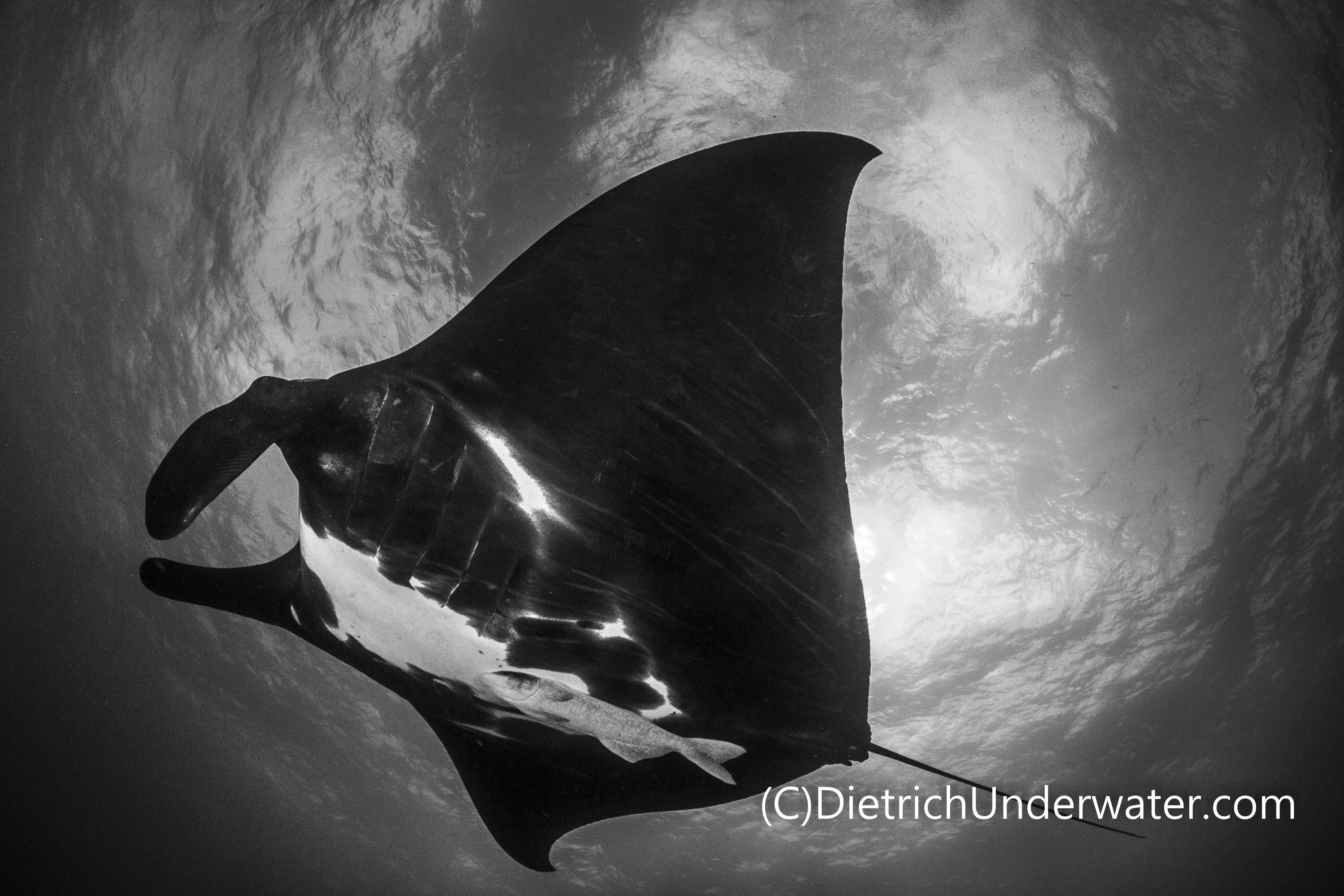 The Giant Mantas are real players!