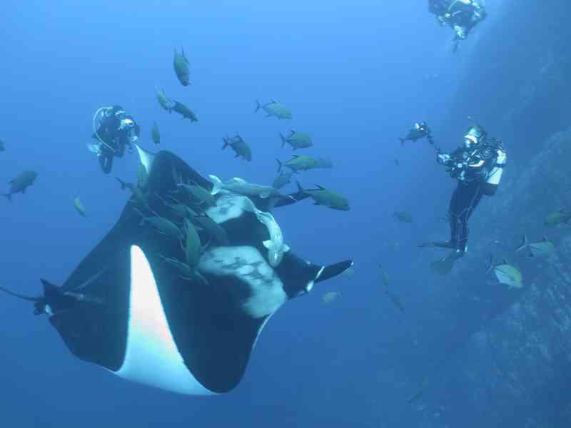 Manta ray, diving in the Sea of Cortez
