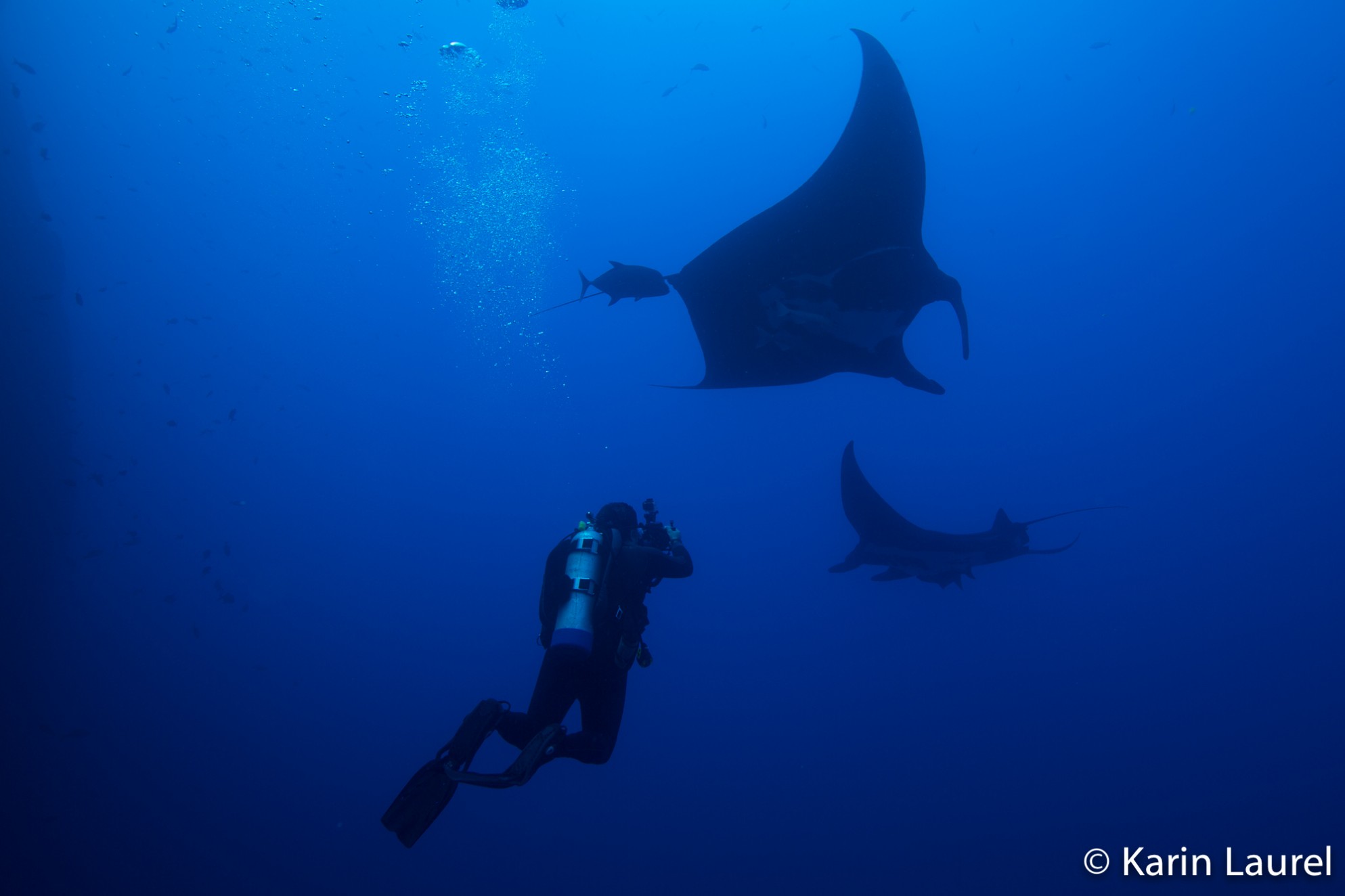 The manta interaction with the divers is something unbelievable!