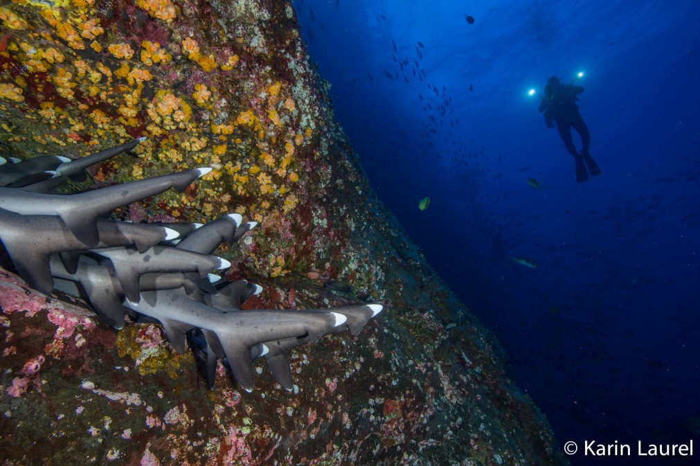 whitetips sharks, Sea of Cortez tours
