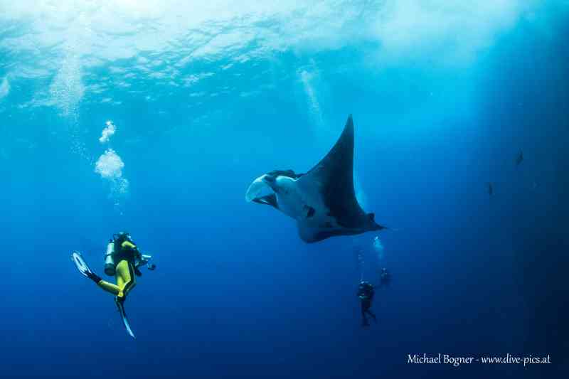 Manta ray, Scuba diving in the Sea of Cortez