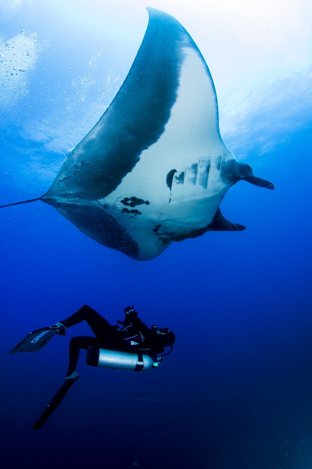 Manta ray, scuba diving tours in the Sea of Cortez