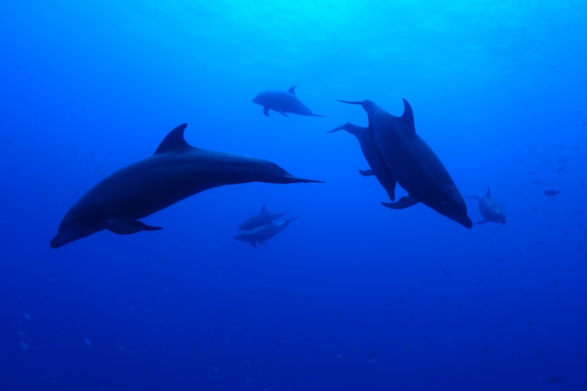 Scuba diving with dolphins, Sea of Cortez