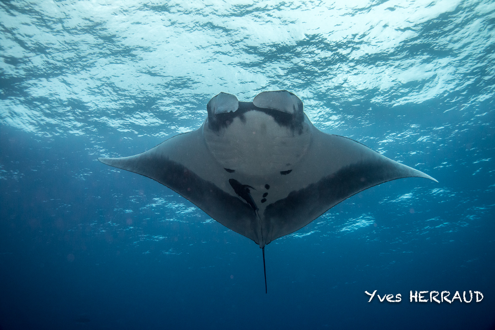 manta ray in the Sea of Cortez