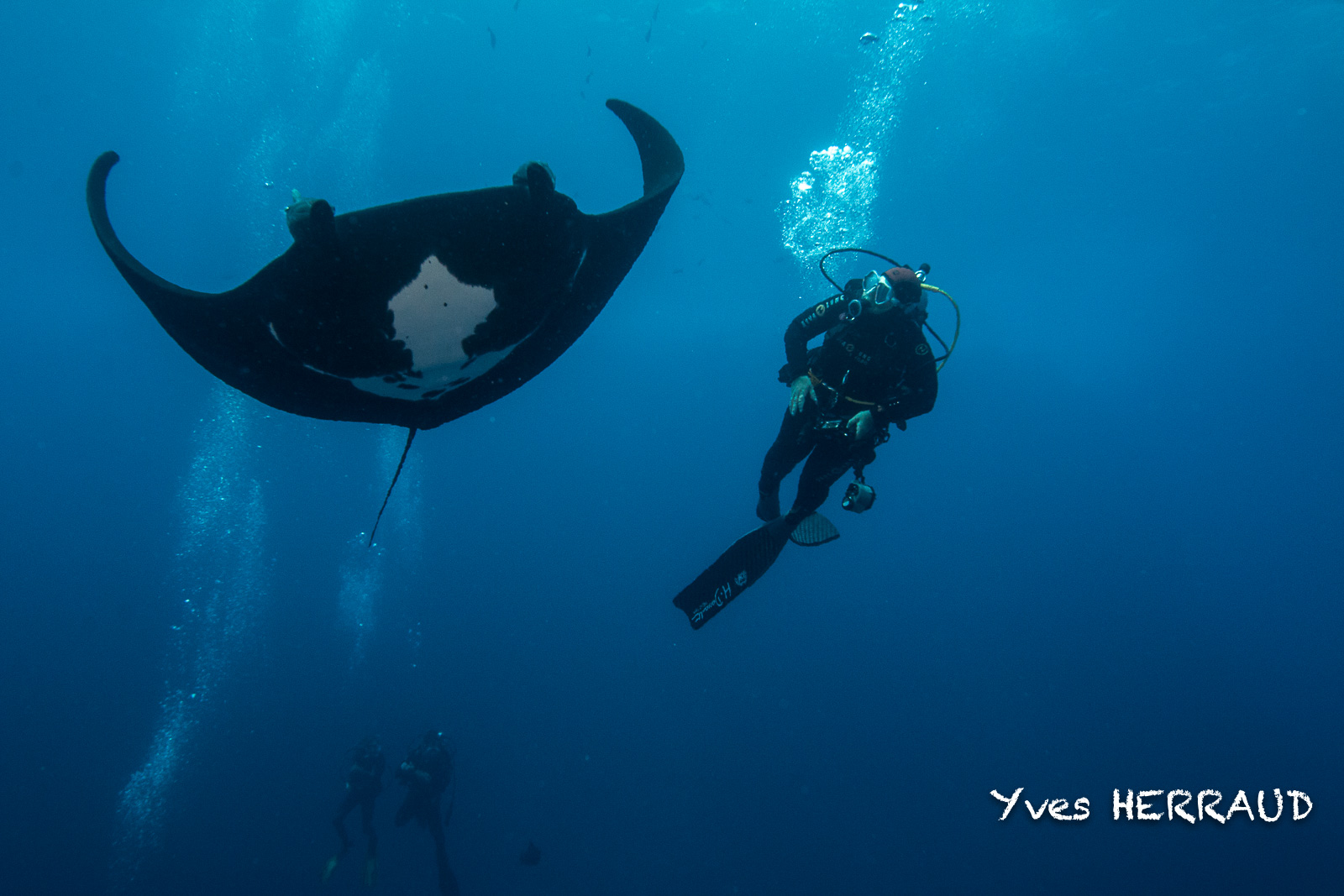 diving with manta ray, Sea of Cortez