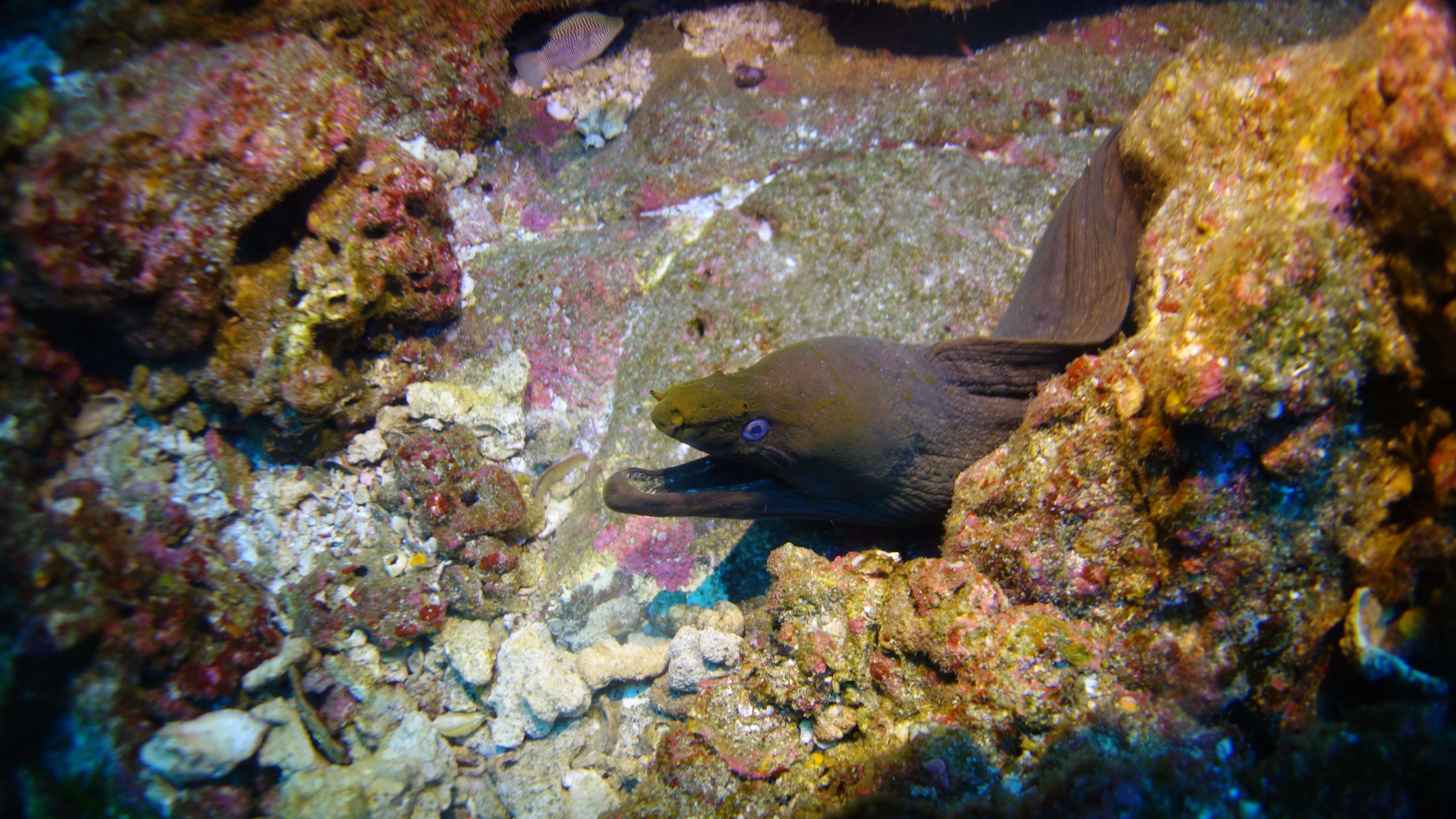 Green moray, Sea of Cortez