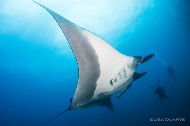manta ray, Scuba diving in the Sea of Cortez